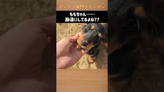 ももちゃんのビフォーアフター　#ブリーダー直販 #可愛い #ミニチュアダックス子犬 #ミニチュアダックスパピー #ミニチュアダックスフンド #ビフォーアフター