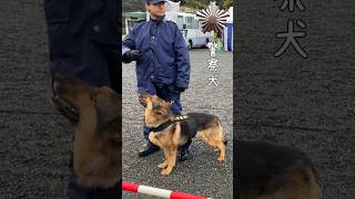 犬が大好きな「おとうさん」と会話が成立してるｗ「警察犬」になりましゅ#shorts