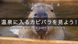 温泉に入るカピバラを見よう！Capybara taking a bath at 「ONSEN」