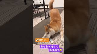 【柴犬ぽん太】お散歩よりもおうちでの追いかけっこが好き。#柴犬 #shiba #柴犬の日常 #散歩拒否