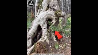 3 വ്യത്യസ്ത തരം മരങ്ങൾ || Unbelievable Trees || #shorts #amazingfacts