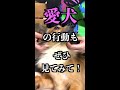 犬があなたに「話しかけてる」行動 shorts