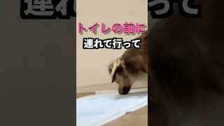 犬があなたに「話しかけてる」行動 #shorts