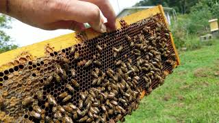 How to Find a Virgin Honey Bee Queen in Your Hive!