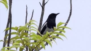 鵲鴝 Oriental Magpie Robin