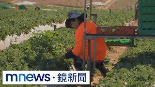 赴澳洲打工度假有保障　採果工月薪台幣9萬5｜#鏡新聞