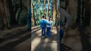 Ooty Pine Tree Forest