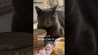 【ロシアンブルー】めろん、なぜそこで落ち着く⁇【猫】#shorts