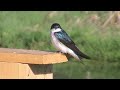 tree swallow singing