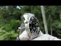 Davosa Argonautic Black Dive Watch