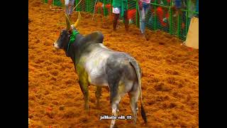 MANAPPARAI 🔴NATIVE MADU jallikattu #jallikattu2025