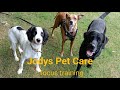 teaching focus around strange dogs (force free, R+, reward based dog training)