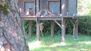 20231017_宮崎市フェニックス自然動物園・ワオキツネザルの島