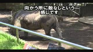 コンドルは鳥類の王者かな。日本平動物園。映像9