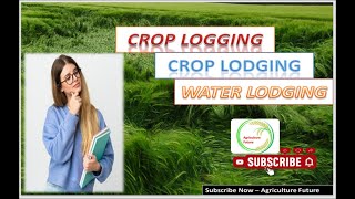 What is Crop Logging II Crop lodging II Water lodging II Definations II