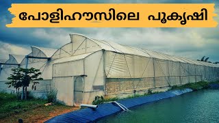 |പോളിഹൗസ് കൃഷി| Hitech Farming|Polyhouse|Chrysanthemum Cultivation|പൂവ് കൃഷി| ക്രിസാന്തിമം| ജമന്തി |