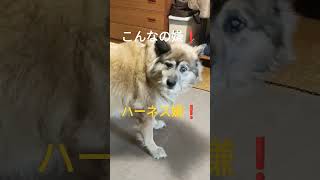 ウケを狙いたくてハーネスを着けさせてくれない犬のムーちゃん