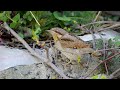 boyunçeviren » eurasian wryneck » jynx torquilla