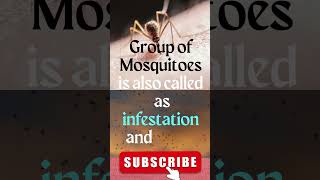 What is a Group of Mosquitoes called? #shorts #youtubeshorts #shortsvideo