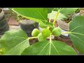 👍மாடி தோட்டத்தில் ஈஸியா தொட்டியில் வளரும் பழ மரங்கள் easy growing fruit plants terracegardening