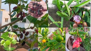 👍மாடி தோட்டத்தில் ஈஸியா தொட்டியில் வளரும் பழ மரங்கள் /easy growing fruit plants# #terracegardening