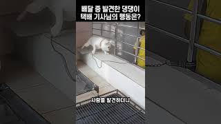 댕댕이와 택배 기사님의 귀여운 만남, 예상치 못한 행동의 결말은?