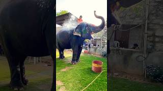 Elephant fun park / elephant shower time #shorts #elephant #shower #shortvideo #elephante #viral