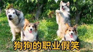 狗狗被迫营业，职业假笑启动~狗子：我就默默做个门面~