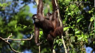 Bornean orangutan mating