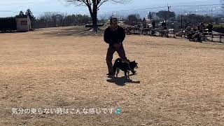 柴犬のやる気スイッチはどこにある？同じ犬とは思えないほど、トホホな時とキレッキレの時のドッグダンスです。