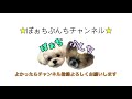 【多頭飼い】【ペキプー】多頭飼いを始めて無事1年が経ちました【ペキチワ】