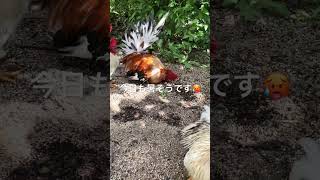 夏日のにわとり　￼￼￼Roosters in summer days #backyardchickens #ニワトリ #youtubeshorts