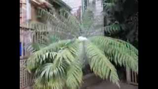 How to Grow Tasmanian Tree Fern in Canada