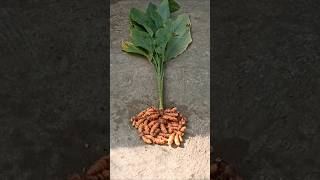 My garden Turmeric harvesting மஞ்சள் அறுவடை #shorts #amaran #song