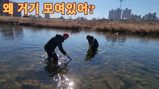 가평천 족대질 고급 물고기 들이 바글바글 하네요!! 자급자족 자연생활~