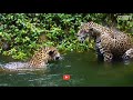 ആമസോണിലെ ഭീകര ജീവികൾ dangerous animals in amazon rainforest malayalam storify