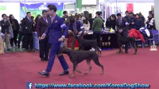 2016.12.04 Seocho FCI \u0026 KKF Dog Show(Doberman pinscher)