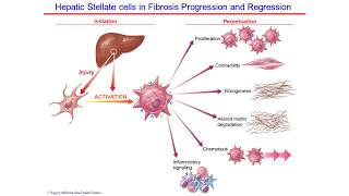 Deciphering Fibrosis: Drivers of Fibrotic Disease in the Liver and Heart