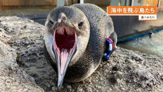 食べがたり「海中を飛ぶ鳥たち」