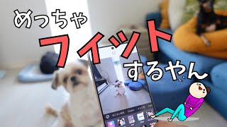 久しぶりにアプリで遊んでみたらあまりのフィット感に爆笑www~多頭飼い～チワワ・シーズー・ミニチュアピンシャー・トイプードル