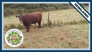 Ruby Red Devon Cattle Conservation Grazing