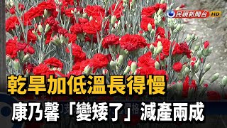 乾旱加低溫長得慢 康乃馨「變矮了」減產兩成－民視新聞