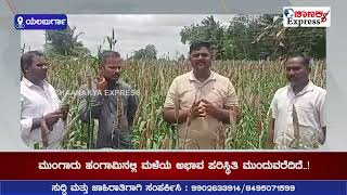 ಮಳೆ ಅಭಾವ ಬೆಳೆಗಳಿಗೆ ಕ್ರಿಮಿ ಕೀಟಗಳ ಕಾಟ ರೈತರ ಅಳಲು