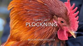 Tuppslakt - plockning