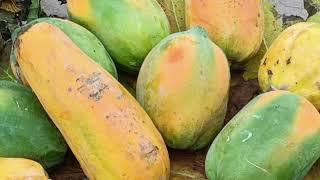 #you tube video #incredible health benefits of papaya# ఆరోగ్యానికి బొప్పాయి పండు