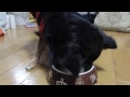 犬の早食い防止食器いいかも！