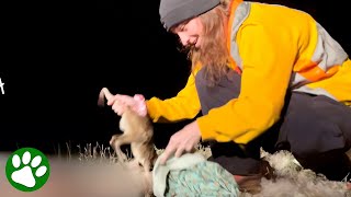 Baby kangaroo saved from pouch