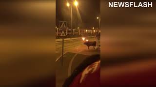 Spain Bull WIth Horns On Fire Falls 15ft In Cruel Custom