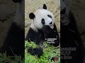 乖巧吃竹葉的圓寶 panda yuanbao taipeizoo 圓寶 台北市立動物園