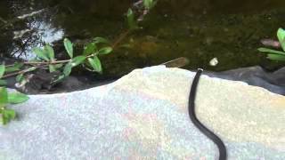 Release Ringneck Snake in Pond